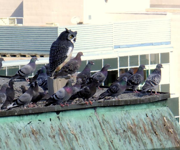 oiseau-de-proie-en-plastique